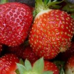  Strawberry Garden Queen Elizabeth II