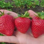  Lambada alla fragola