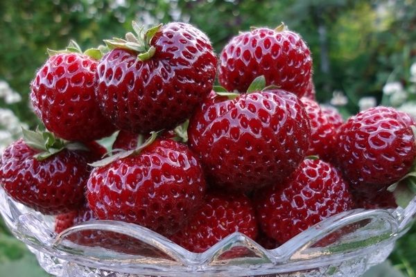  Strawberry garden Mize Schindler
