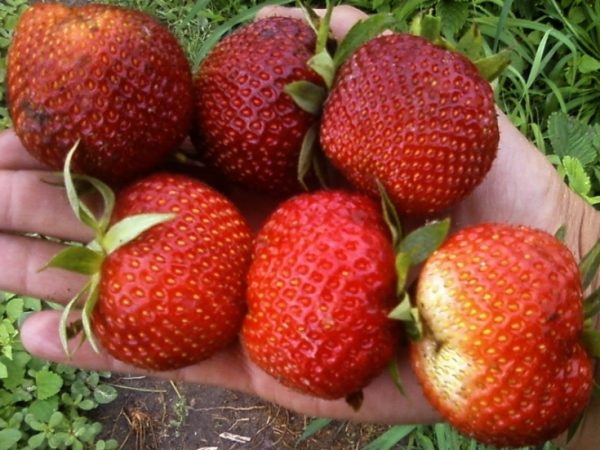  Strawberry garden Pandora