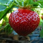  Polka del giardino di fragole