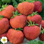  Strawberry Garden Shelf