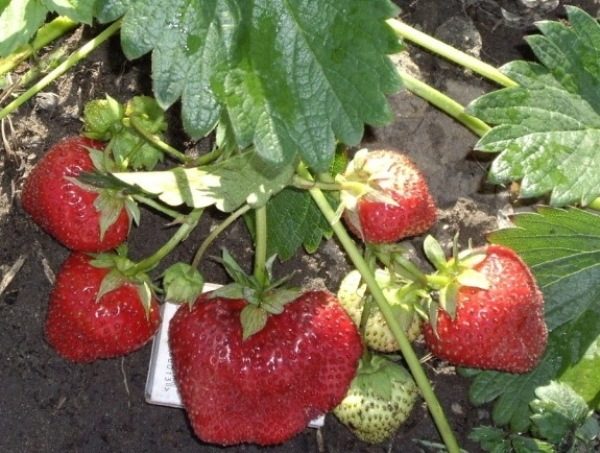  Strawberry garden Red Gontlet