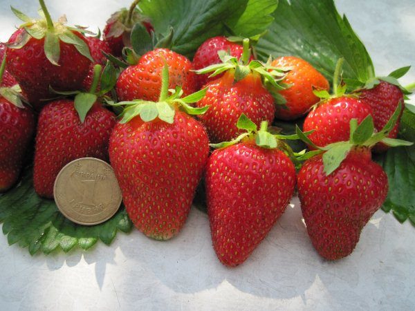  Strawberry garden Roxana