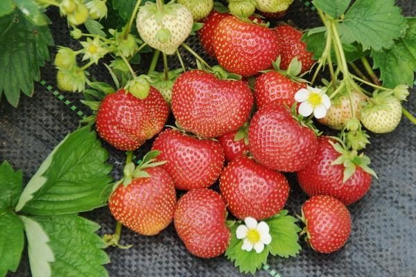  Strawberry garden Sudarushka