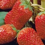  Tago alla fragola