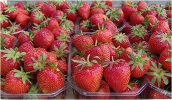  Strawberry Garden Talisman
