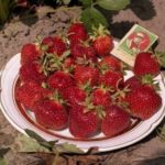  Totem del giardino della fragola
