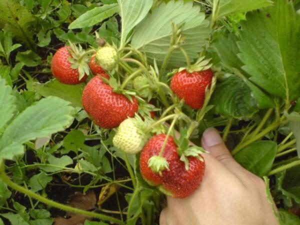  Strawberry Garden Troubadour