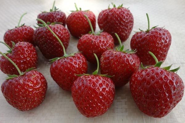  Strawberry garden Zenga Zengan