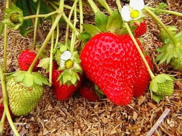  Strawberry Cinderella