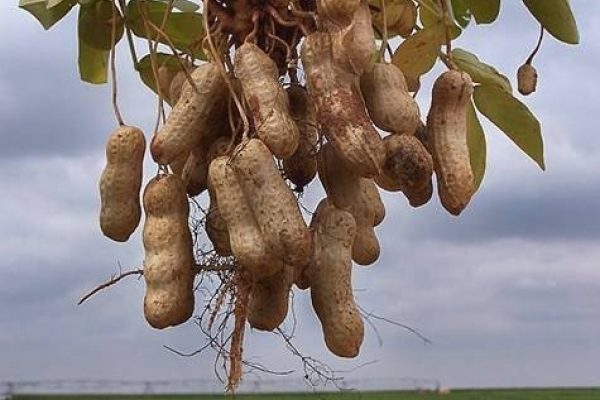  Peanut de arahide