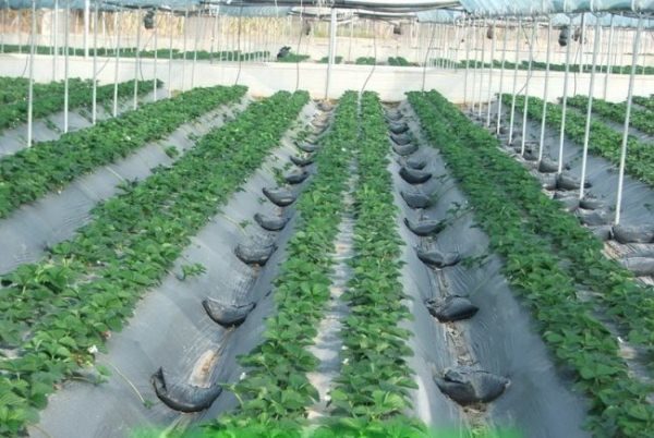  Two-line system of cultivation of remontant strawberries in a film greenhouse