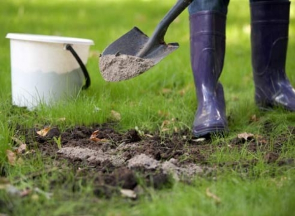  In the fall they are fertilized with complex fertilizers and in the spring with nitrogen fertilizers. It is best to mulch the soil with humus.