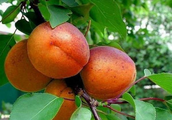  Fructe Caise Roșu-obraznic