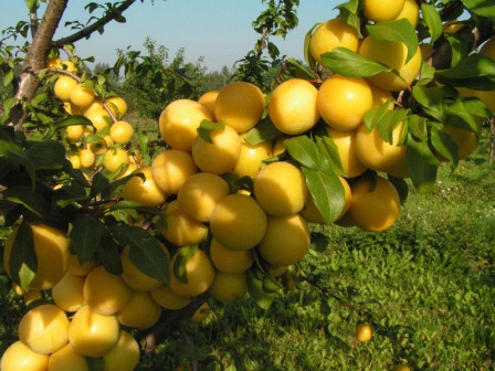 Ciliegie mature sul cespuglio, pronte per la raccolta