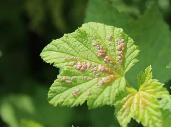  Para combater a antracnose você precisa pulverizar arbustos de groselha com Fitosporin, Previkur, Acrobat, Ridomil