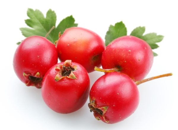  How to brew and drink hawthorn, recipes for teas and decoctions, contraindications