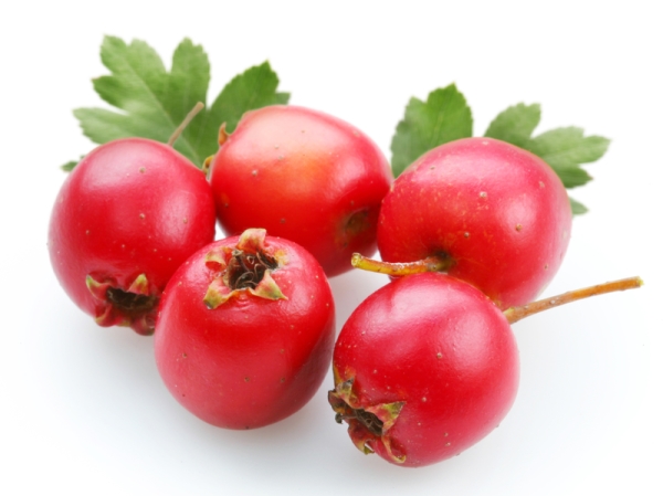  Come preparare e bere biancospino, ricette per tè e decotti, controindicazioni