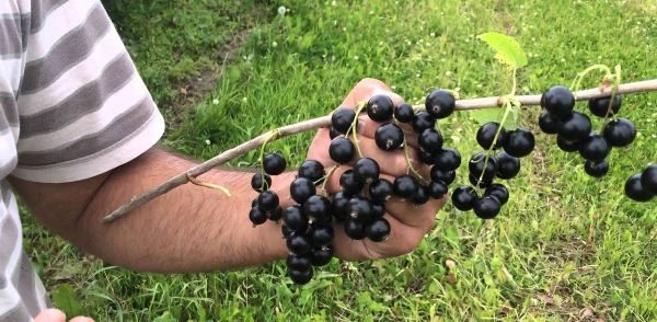  Late variety of black currant Vigorous