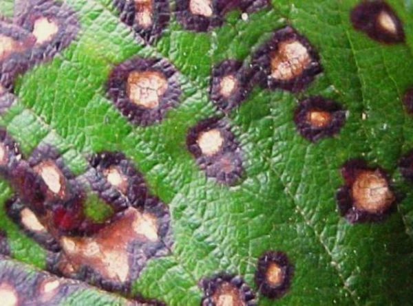  A partir da mancha branca, o tratamento de groselha deve ser realizado na primavera e no verão: Nitroferon ou sulfato de cobre na forma de uma solução, solução a 1% da mistura Bordeaux ou oxicloreto de cobre