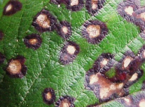  Septoria, or white spot, affects gooseberry leaves, causing them to fall off.