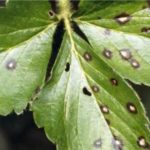  White spot of leaves of strawberry Zenga Zengan