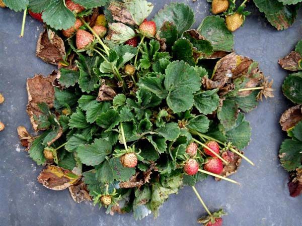 Rotação de Morango Cinza