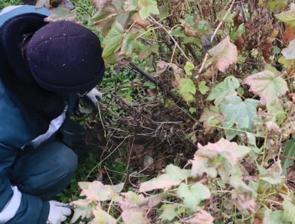  Currant pruning should be carried out annually, always in autumn and spring.