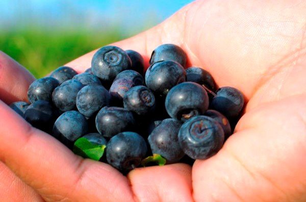  Ripe, just picked blueberries, on the palm