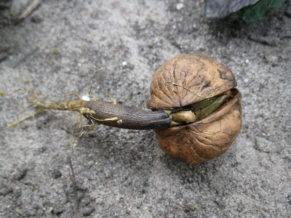  Germinate nuc Ideal