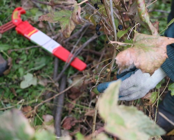  The principle of pruning currant Michurin applied on large areas for skoroplodnyh varieties