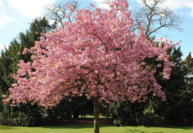  Prunus colorati
