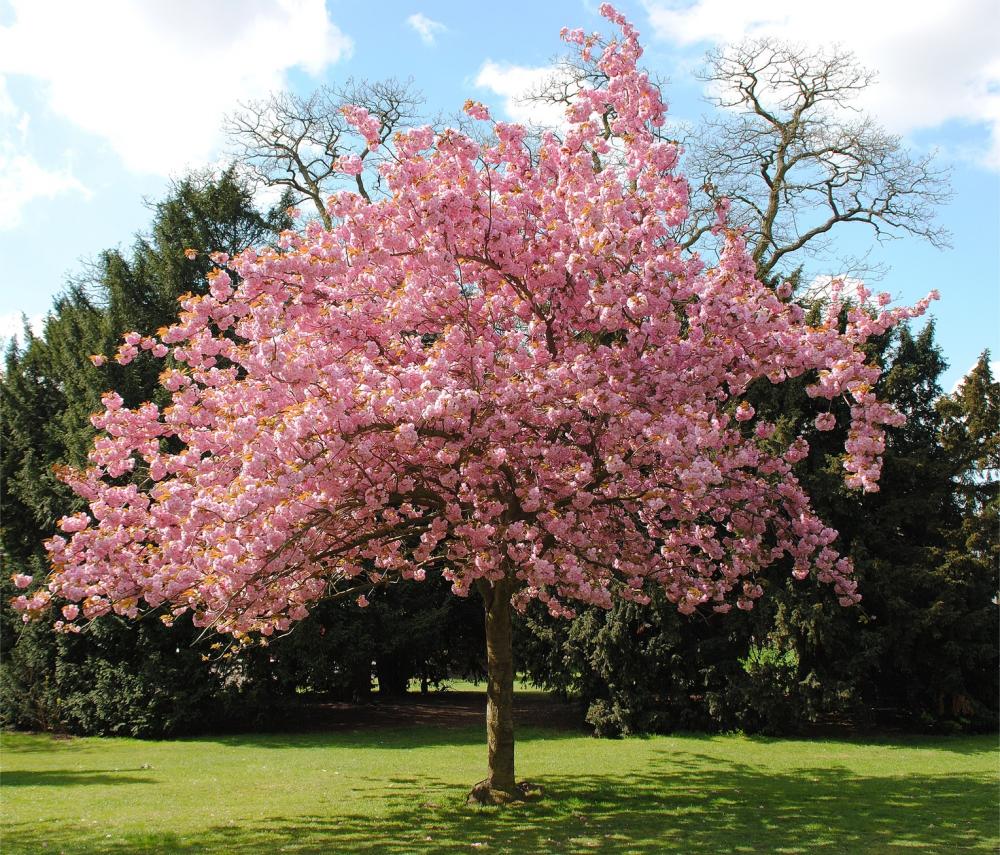  Prunus colorati