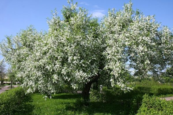 Ciliegio di uccelli in fiore