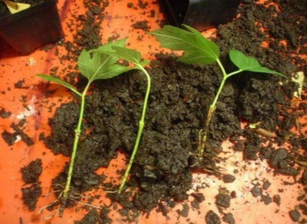  Butași încolțite de Viburnum Buldenezh