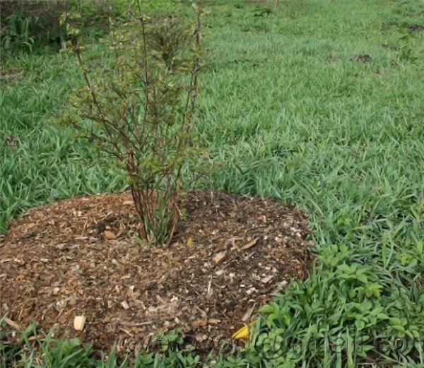  Mulching pristvolnyh circles in black currant after autumn planting
