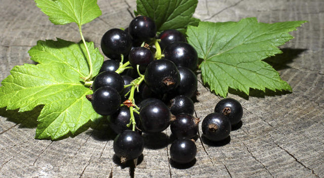  Growing currants