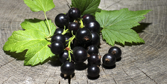  Growing currants