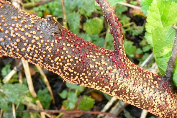  Secagem nectarica da parte aérea é tratada cortando os galhos infectados e queimando-os, as seções são desinfetadas com uma mistura de Bordeaux