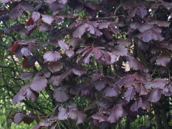  Red Hazelnut