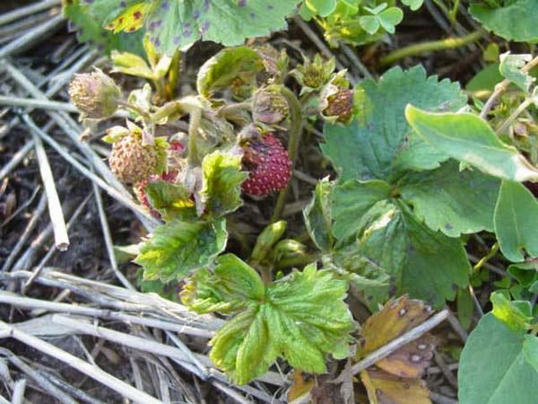  Signs of defeat Vim strawberries with strawberry mite