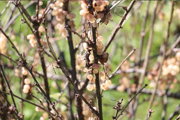  The reason for the drying of the currant bush can be both natural factors and the impact of pests.