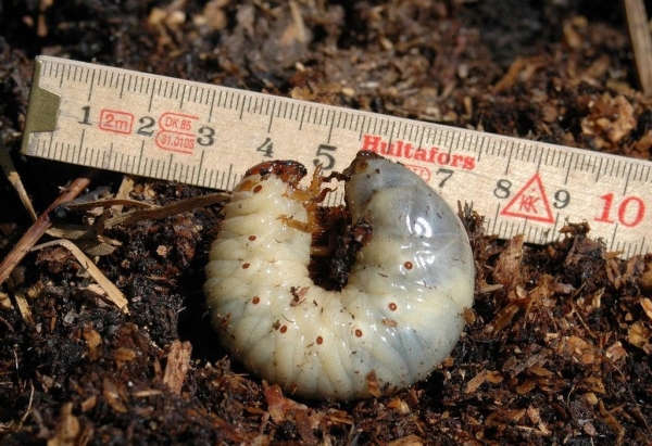  In garden strawberries, the most formidable enemy is the larva of the Maybeetle, chemical agents against the larvae are ineffective.