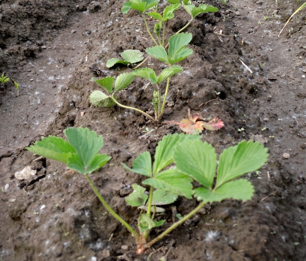  Strawberries can be planted at any time - in the fall or spring - the bush will take root and even give berries