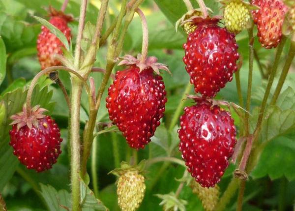  Rehabilitative strawberries
