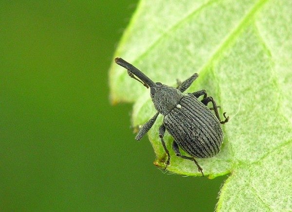  Raspberry strawberry weevil