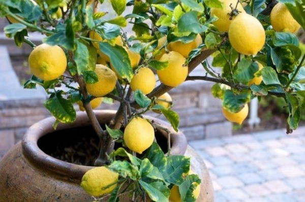  How to grow a lemon from the stone at home: step by step instructions