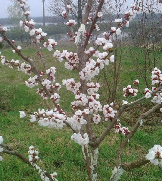  Triunfo del norte en flor
