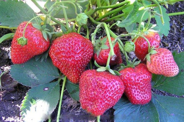  Strawberry remontant Elizabeth 2